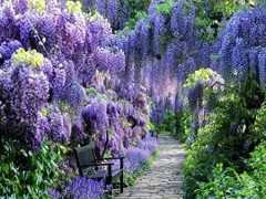 2023 New Wisteria - Blåregnsträd (Blue) 4 Seeds