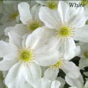 10 Seeds (SS) Underbar Clematis mix (White / Vit) klätterväxt