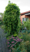 2023 New Seeds Snabbväxande Humle East Kent Goldings from England Hop seeds