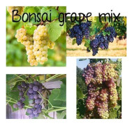 2023 New Fröer: Rainbow Grapes - Regnbågsvindruvor - vindruvor mix