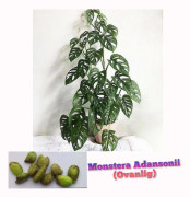 2023 news Fröer: Monstera Adansonii .