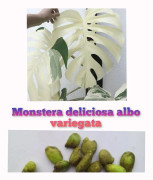 2023 news Fröer: Monstera deliciosa albo variegata ...