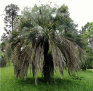 5 Seeds (S,2) Fröer: Helt otroliga Jelly palm Snabbväxande