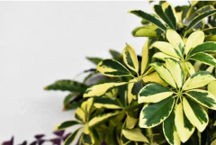 Last Chance s-seeds-umberela-plant-umbrella-flower-plant-mixed-colors