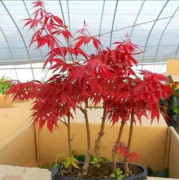 Last Chance s-diablo-devils-tree