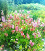 2023 New seeds erica verticillata bush plant pink red mix