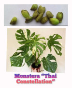 2023 New 3seed (3) Fröer: Monstera Thai Constellation
