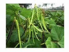 2023 New Specialerbjudande (S) Fröer Mung bönor / Mung beans