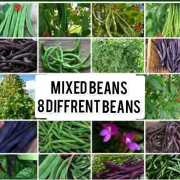 2023 New Specialerbjudande Fröer: Mixade Bönor + linser (Mixed Beans) paket med 8 blandade bönor