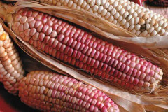 (S) Hopi Pink corn Underbar Rosa Majs, lättodlad