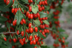 Seeds Goji Berries Super food grow your own superfood