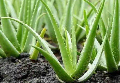 2023 New Seeds (S) Fröer: Otroligt härlig Aloe vera, (Super flower)