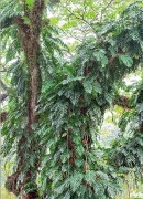 10seed 5 Fröer: Epipremnum pinnatum - Climbing / Klättrande