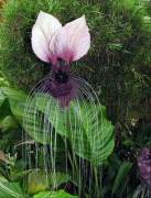2023 New Fröer: UNDERBARA Black Bat Flower, Så vacker, 3 seeds