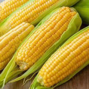 2023 New Seeds (S) Hopi True gold corn Underbar Guld Majs, lättodlad