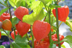 2023 New Red Heart golden Physalis