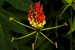 2023 New Shenzhen Nongke Orchid, worlds most exklusive Orchid (LIMITED)