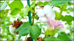 2023 New Specialerbjudande (Ss) Underbar Bomull, odla din egna bomull. Cotton Seeds