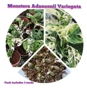 2023 news Fröer: Monstera Adansonii Variegata, Väldigt ovanlig!!