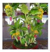 2023 New Bonsai mini Banana ´/ Mini banan