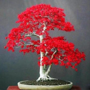 2023 New 5-7 seeds (S) Underbar Bonsai Japans röd Orchide träd