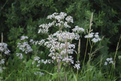 2023 New Seeds: Anise, grow this wonderful spice