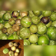 2023 New Gigant Gooseberrie, Physalis , gyllenbär, goodberries