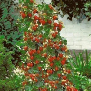 2023 New Seeds SS) Fröer: Climbing strawberries/ Klättrande jordgubbar, Mount Evere