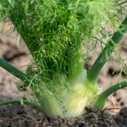Fänkål - 3 plantor