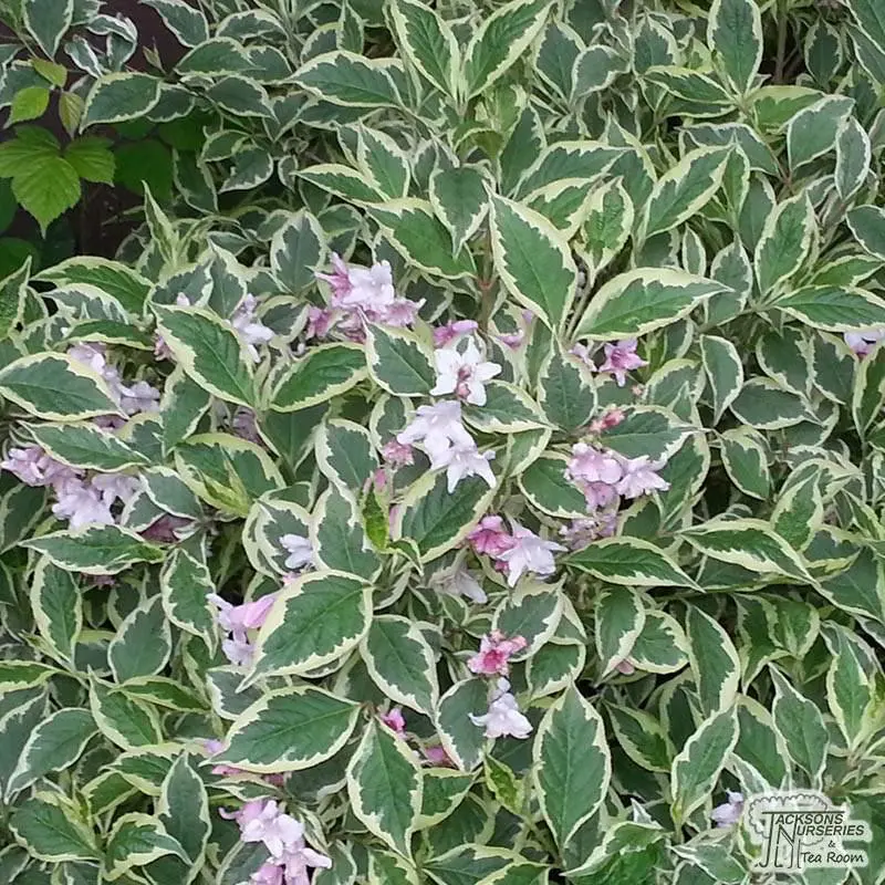 Brokig Nana Variegata rosenprakttry Co 2-3 - Weigela florida Nana Variegata