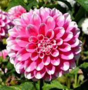 Dahlia Fuzzy Wuzzy