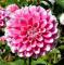 Dahlia Fuzzy Wuzzy