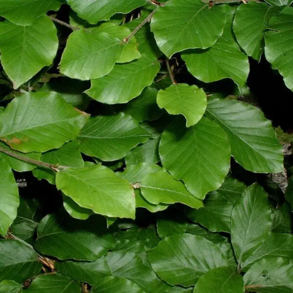 Bok Fagus Sylvatica XL 125/150 cm - Rotklump