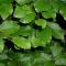 Bok Fagus Sylvatica XL 125/150 cm - Rotklump