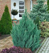 Kinesisk En Stricta Co 2-3 - Juniperus chinensis Stricta