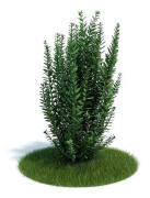 Liguster Ovalifolium 125-150 cm XL rotklump storpack 200 st - Rotklump