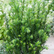 Idegran Taxus Media Groenland XL rotklump 100/120 cm - Taxus Media Groenland