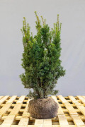 Hybrididegran Taxus Media Hicksii XL rotklump 100/120 cm - Taxus Media Hicksii