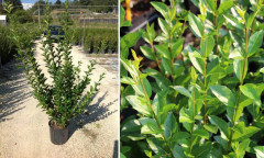 Liguster Ovalifolium 100-120 cm XL krukodlad Co 5 storpack 50 st - Krukodlad