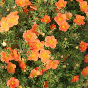 Ölandstok Orangeade Co 5 - Potentilla fruticosa Orangeade - Ölandstok Co 5