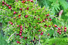 Mattoxbär Co 2-3 - Cotoneaster adpressus Variegatus