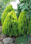 Thuja orientalis Aurea Nana Co 2-3 15/25 cm - Japansk Dvärgthuja
