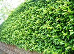 Lagerhägg Angustifolia krukodlad 150-175 cm Co 15 - Prunus lusitanica Angustifolia