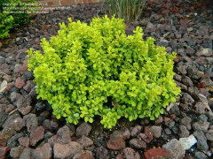 Japansk Berberis Co 2 - Berberis thunbergii Tiny Gold ®
