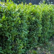 Buxbom Färdigvuxen Buxus sempervirens 5 st 60-80 cm hög, 30-40 cm bred XXL - Rotklump