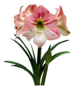 Amaryllis - 'Apple Blossom' - Megalök - Hippeastrum
