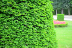 Idegran Taxus Baccata krukodlad 80/100 cm Co 5 storpack 25 st - Taxus Baccata