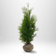 Thuja Occ Brabant Storpack 100/125 cm - 85 st XL planta