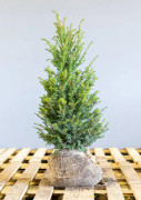 Idegran Taxus Baccata XL rotklump 60/80 cm storpack 25 st - Taxus Baccata