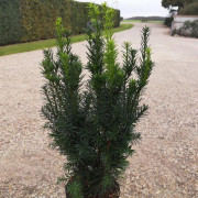 Hybrididegran Taxus Media Hicksii XL rotklump 40/50 cm - Taxus Media Hicksii